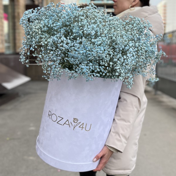 25 голубых гипсофил в бархатной коробке